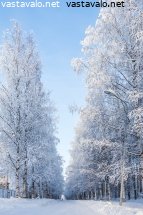 talvinen-koivukuja