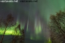 revontulet-koivujen-ylla