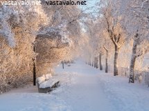 puu-penkki-ja-puistotie