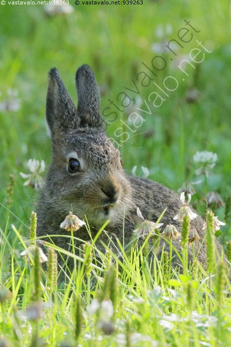 kuva-j-nis-suu-t-tter-ll-j-nis-mets-j-nis-lepus-timidus-j-nisel-in