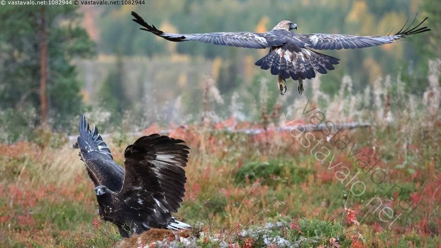 kuva-maakotkat-maakotka-kotka-aquila-chrysaetos-petolintu-siivet