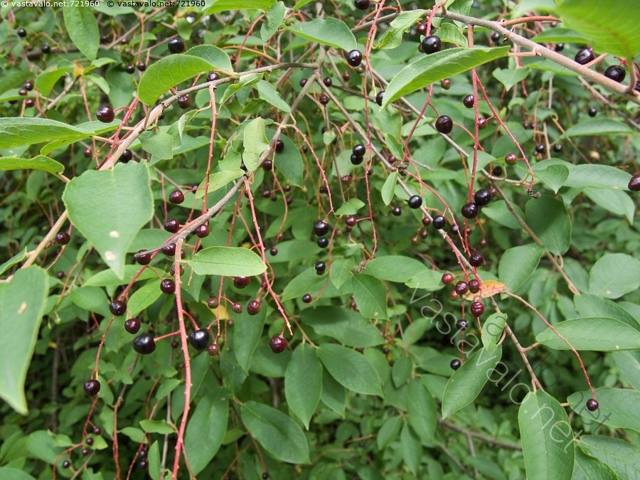 Japanilainen kiinteä silikoni suku puoli nukkeja