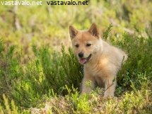 Kuva: Pystykorvan pentu tutustuu metsään ensi kertaa - suomenpystykorva ...