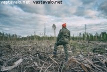 mies-katsoo-hakkuuaukeaa-jossa-ennen-kasvoi-sakea-metsa