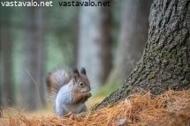 orava-istuu-puun-juurella-syomassa