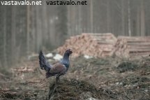 metsahakkuu-metson-soidinalueella