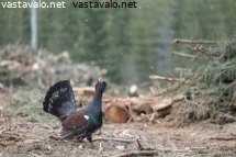 metsahakkuu-metson-soidinalueella