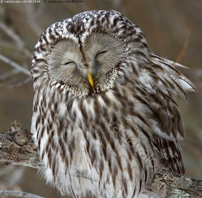 kuva-viirup-ll-strix-uralensis-p-ll-petolintu-nukkua-oksa-nokka