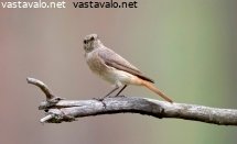 leppalintu