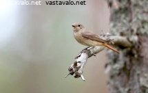 leppalintu