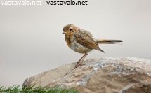 punarinta