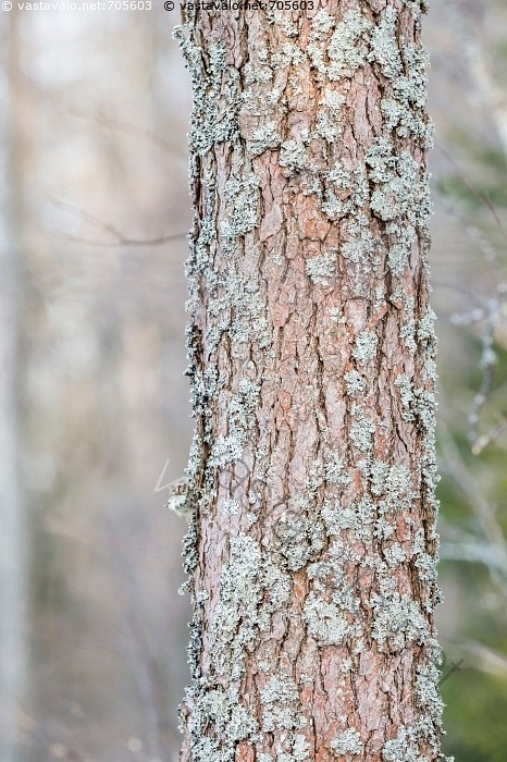 Kuva: Tervalepän runko - tervaleppä Alnus glutinosa puu runko luonto ...
