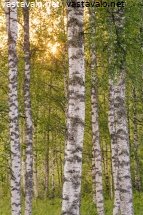 koivumetsa-kesailtana