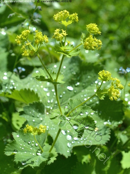 kuva-j-ttipoimulehti-j-ttipoimulehti-alchemilla-mollis-poimulehti