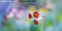 kevatkesan-esikko