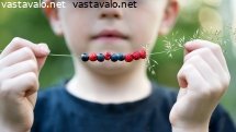 heinakuinen-marjanauha
