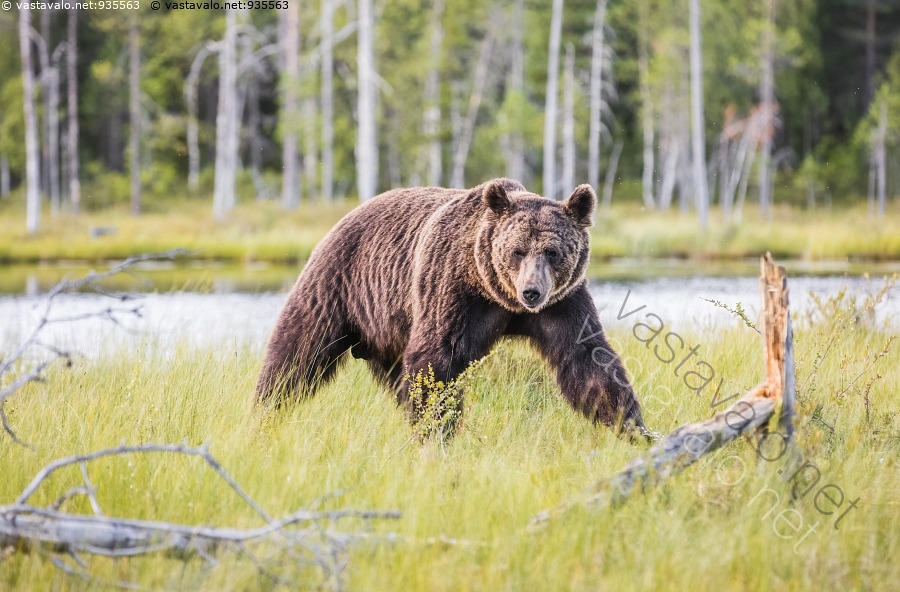 Kuva Karhu Elinymp rist ss n Karhu Ursus Arctos Ruskeakarhu El in kuva-karhu-elinymp-rist-ss-n-karhu-ursus-arctos-ruskeakarhu-el-in