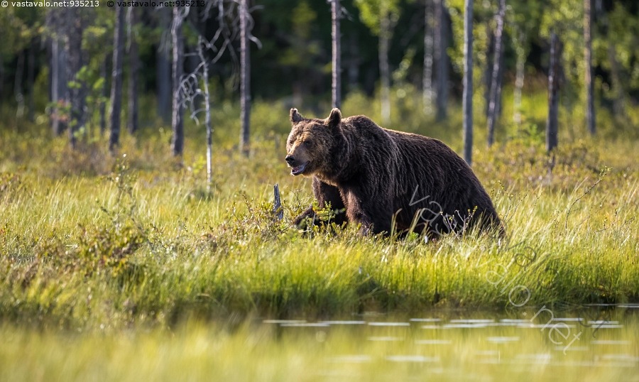 Kuva Karhu Suolammella Karhu Ursus Arctos Ruskeakarhu El in kuva-karhu-suolammella-karhu-ursus-arctos-ruskeakarhu-el-in