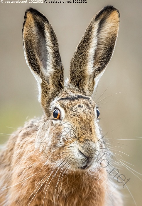 kuva-rusakko-valppaana-rusakko-peltoj-nis-lepus-europaeus-j-nisel-in