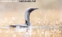 kuikka-vastavalossa