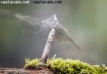 ymparistokato-havittaa-lajit