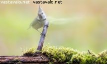 toyhtotiaiset-vahenevat