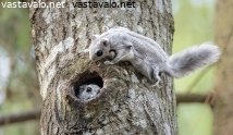 liitooravat-pesalla