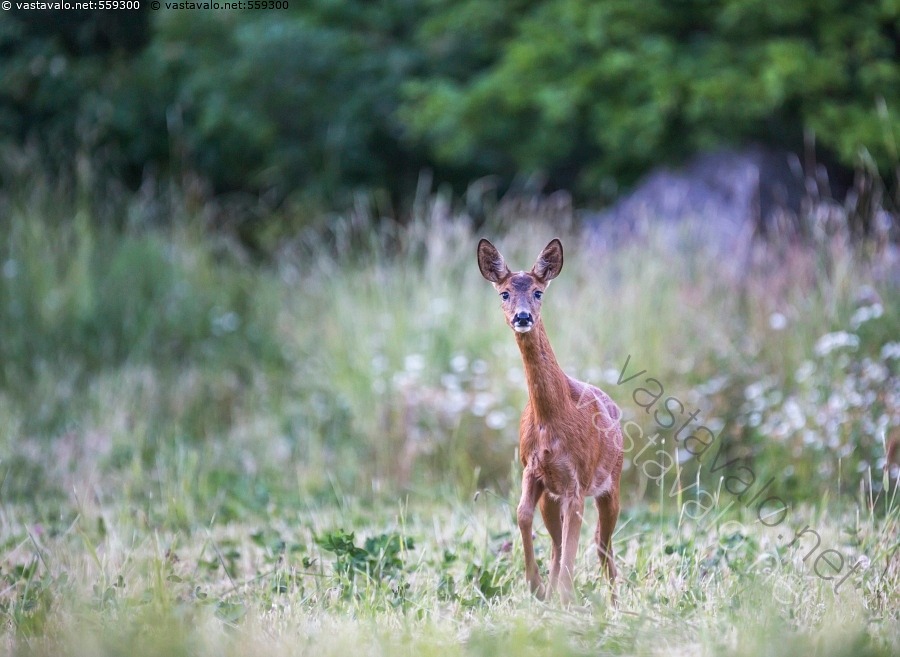 Kuva Mets kauris Mets kauris Capreolus Capreolus Luonto kuva-mets-kauris-mets-kauris-capreolus-capreolus-luonto