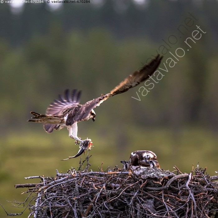 iso kalu soolo videoita