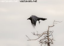 irroitus