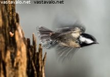 vauhti