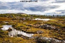 tunturijanka