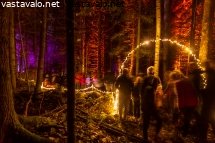 valotapahtuma-luonnontilaisessa-metsassa