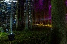 valotapahtuma-valopolku-vanhassa-metsassa