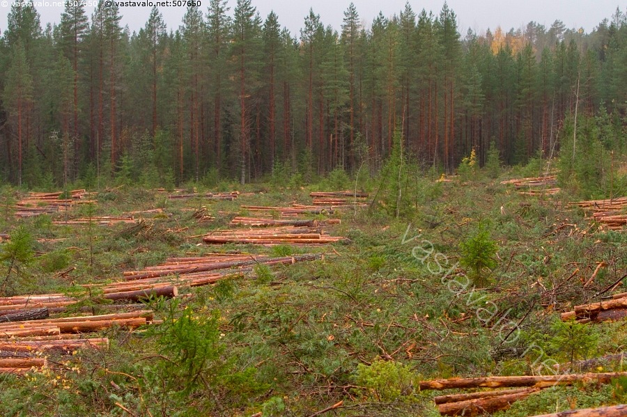 Kuva: Kaadettu metsä - metsä aukko runko puu mänty männyt rungot kuusi ...