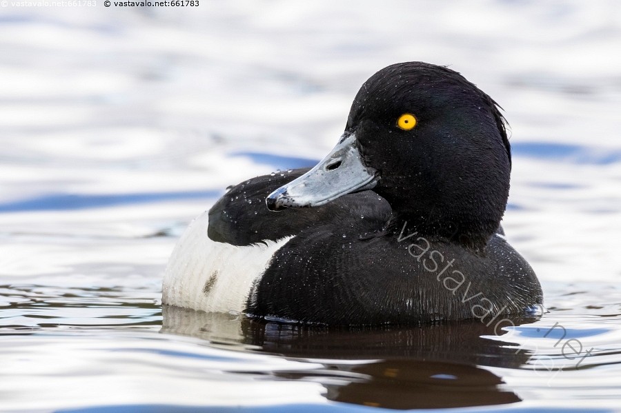 Katta xorozlar bilan HD porno Smartfon mashinada porno