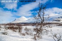 tunturikoivu-ja-akka
