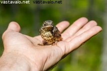 kammenella