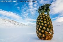 ananas-tunturissa