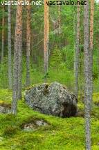 kivi-metsassa kivi-metsassa