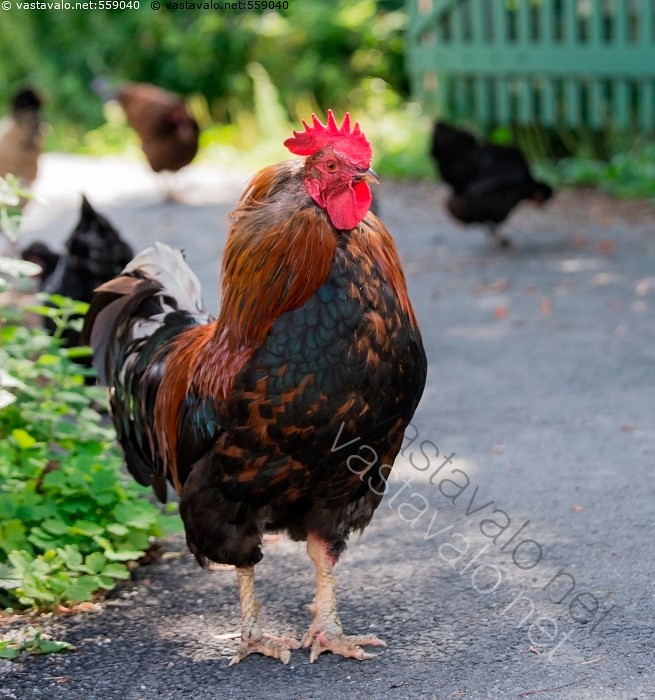 lesbo seksiä Japanissa