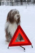 Search Results Collie Kuvapankki Kuvatoimisto Vastavalo Net
