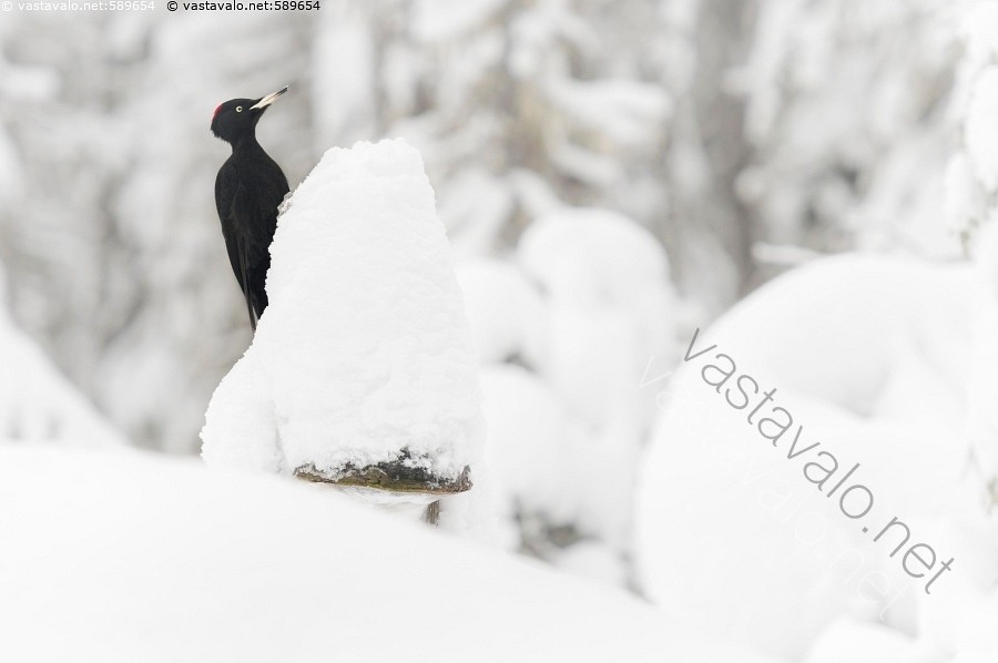 hyvää syntymä päivää Gayseksi