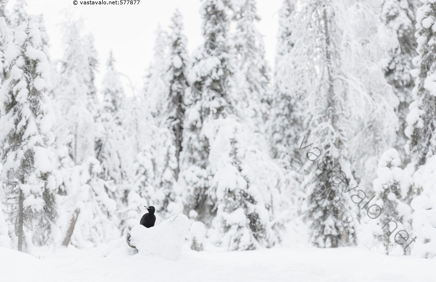 Blackporn kotitekoinen