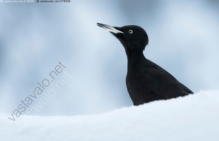 Vapaa exgirlfriend porno videot