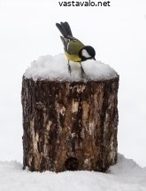 linnunpontto-lintujen-ruokintaautomaattina