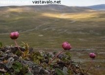 jaaleinikki-saanan-huipulla