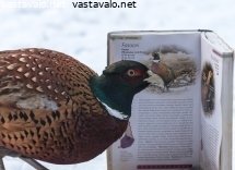 fasaani-ja-lintuopas