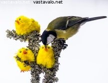 talitiainen-ja-paasiaistiput