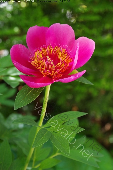 kuva-vuokkopioni-paeonia-humilis-anemoniflora-vuokkopioni